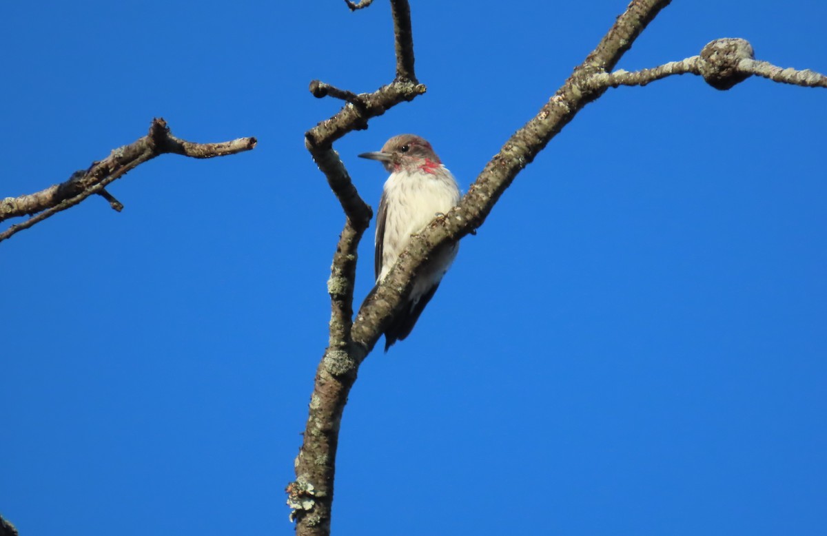 ズアカキツツキ - ML646791317