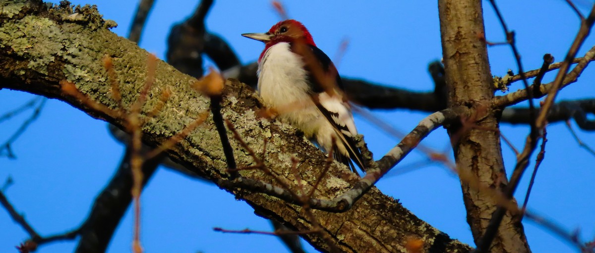 ズアカキツツキ - ML646791318