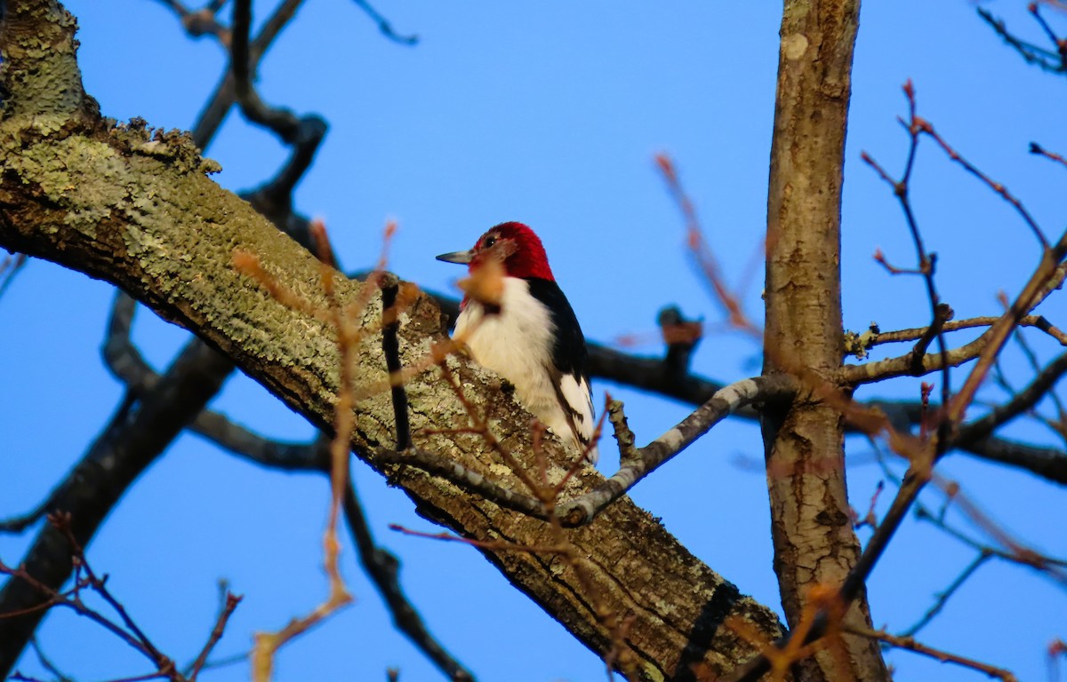 ズアカキツツキ - ML646791319