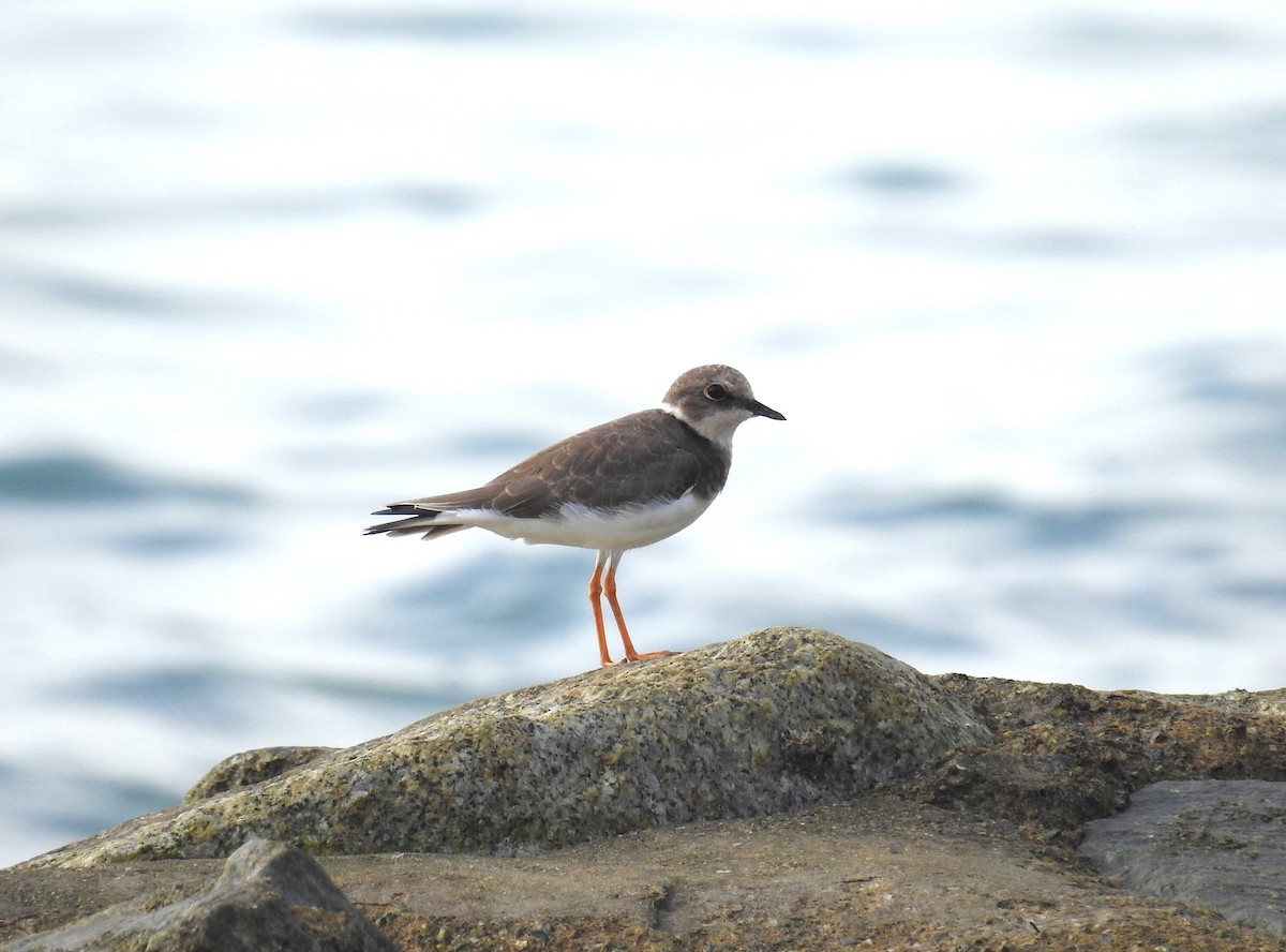 חופמי גדות - ML646791321