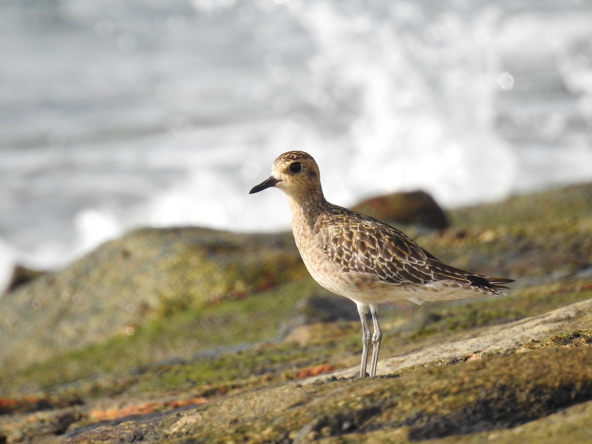 חופזי קטן - ML646791323