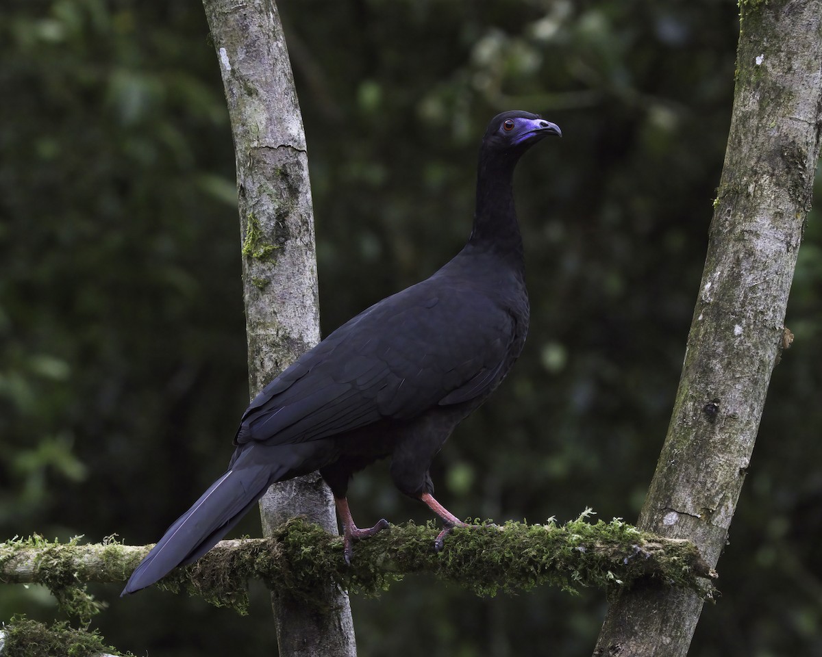 svarthokko - ML646791324