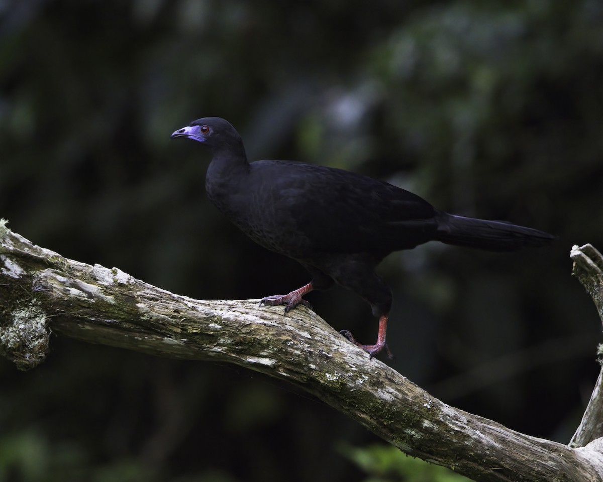 svarthokko - ML646791325