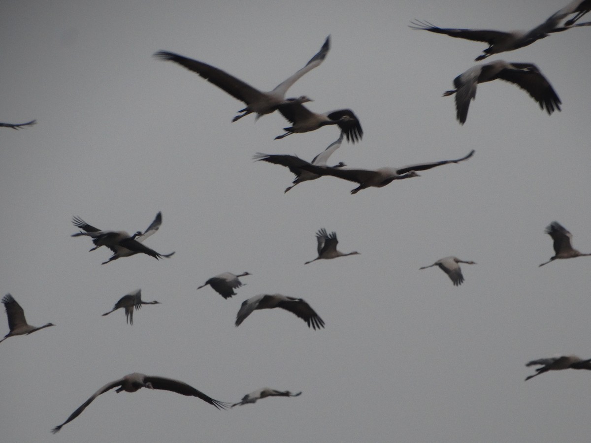 Demoiselle Crane - ML646791332