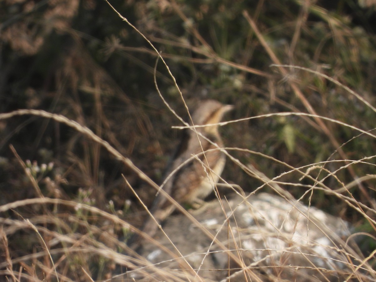 Boyunçeviren - ML646791333