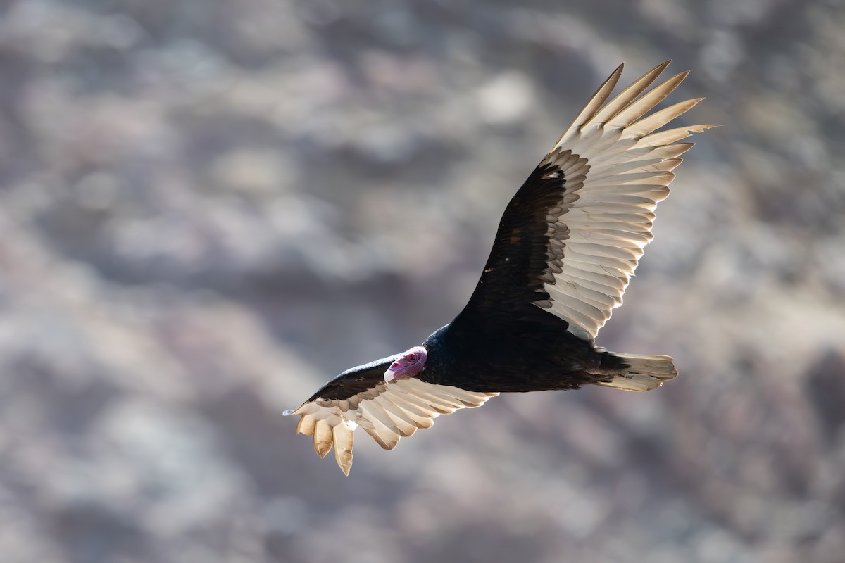Turkey Vulture - ML646791335
