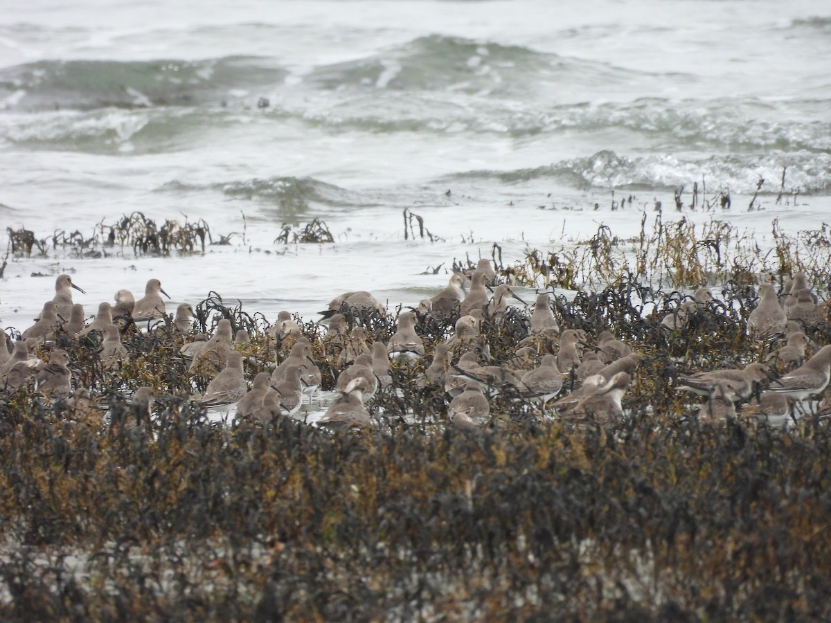 Побережник чорногрудий - ML646791338
