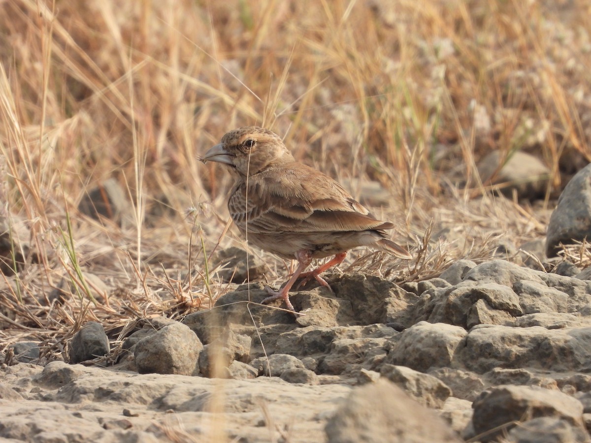 Gri Alınlı Serçe Toygarı - ML646791339