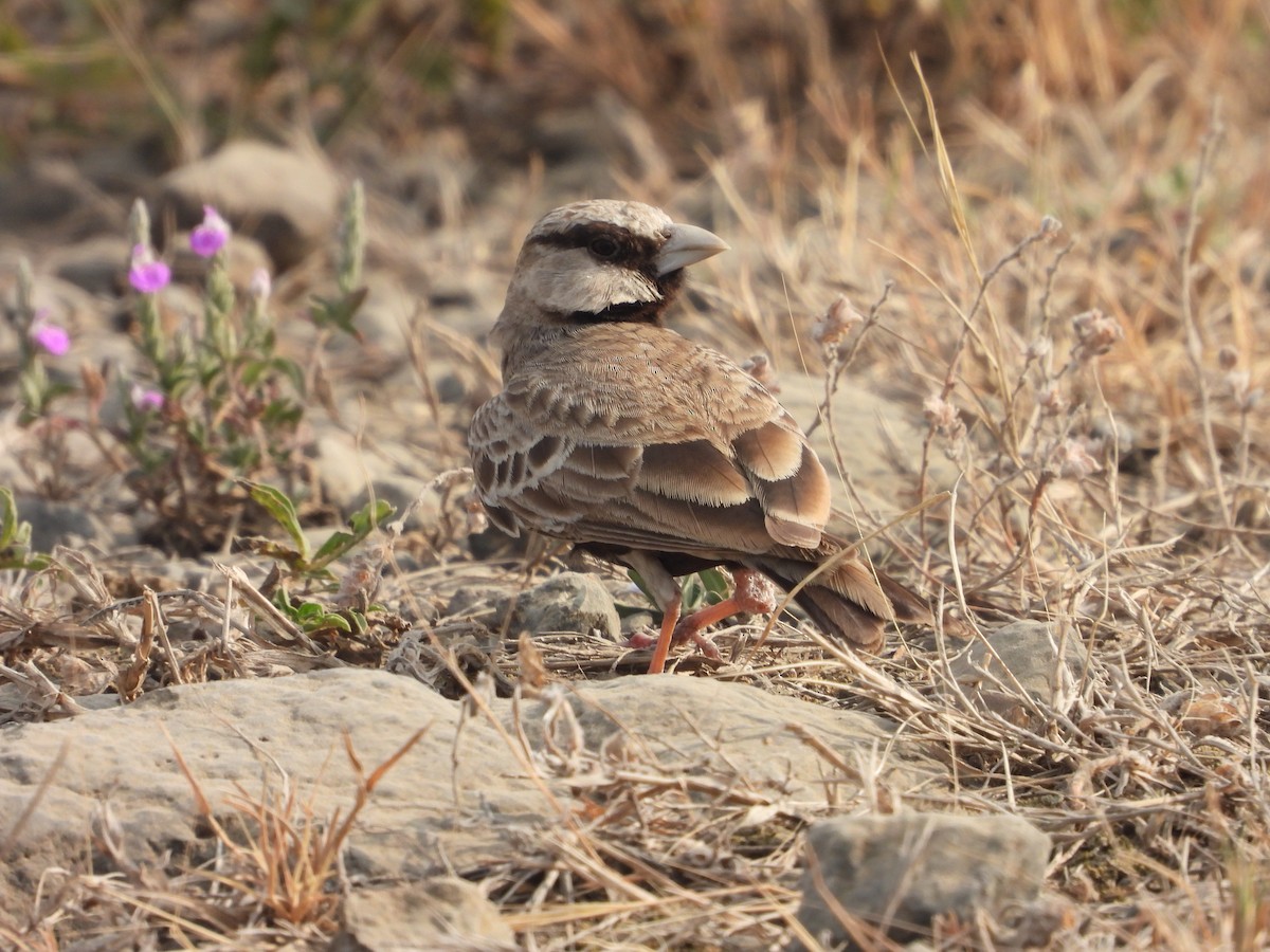 Gri Alınlı Serçe Toygarı - ML646791340