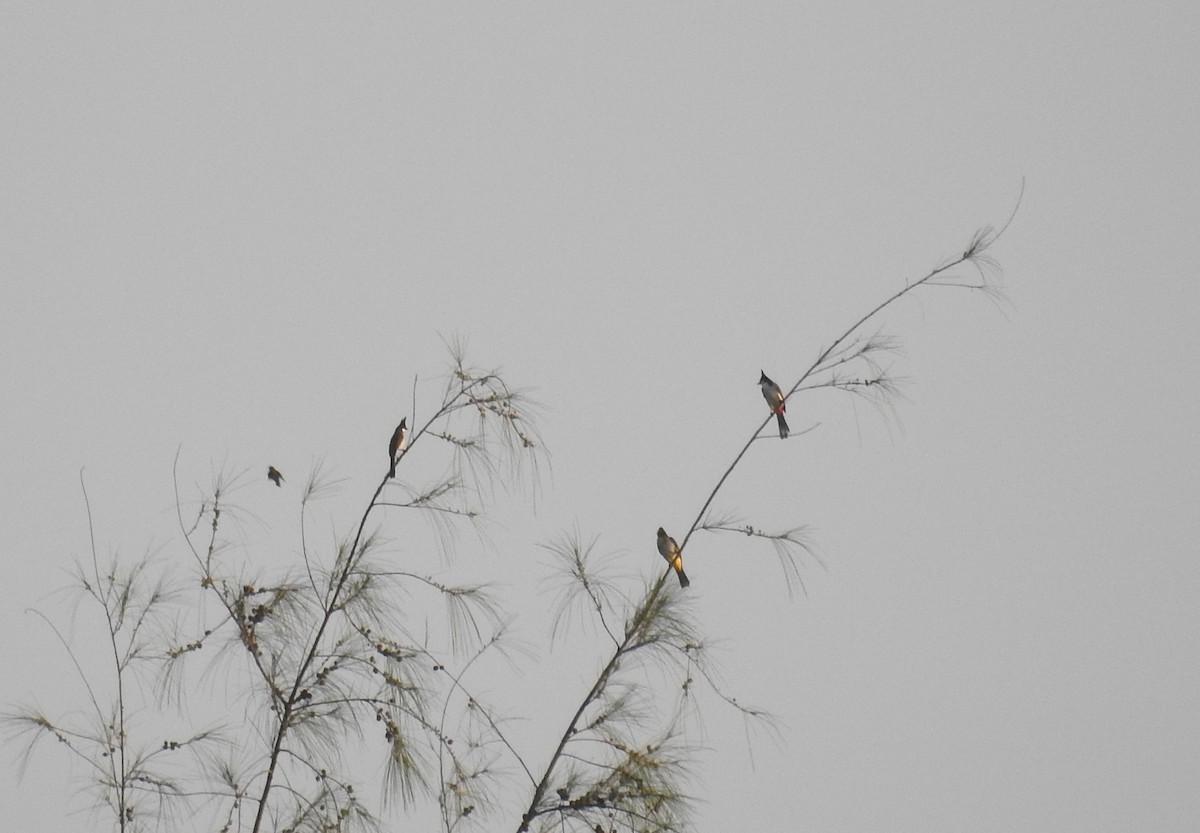 בולבול אדום-שפם - ML646791343