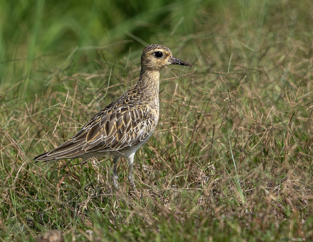 Бурокрылая ржанка - ML646791344
