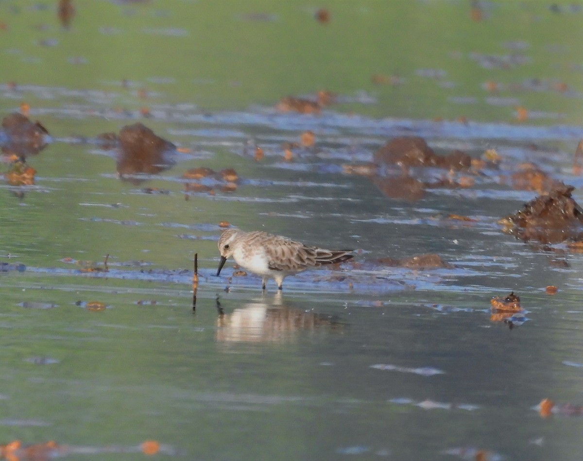 Küçük Kumkuşu - ML646791345