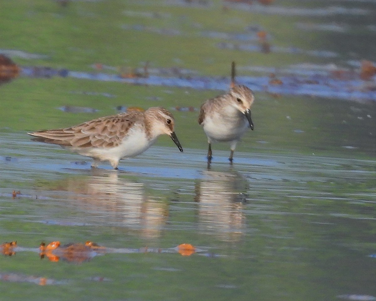 Küçük Kumkuşu - ML646791346