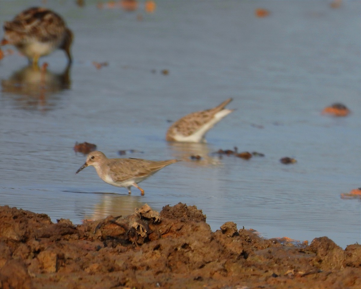 Küçük Kumkuşu - ML646791347