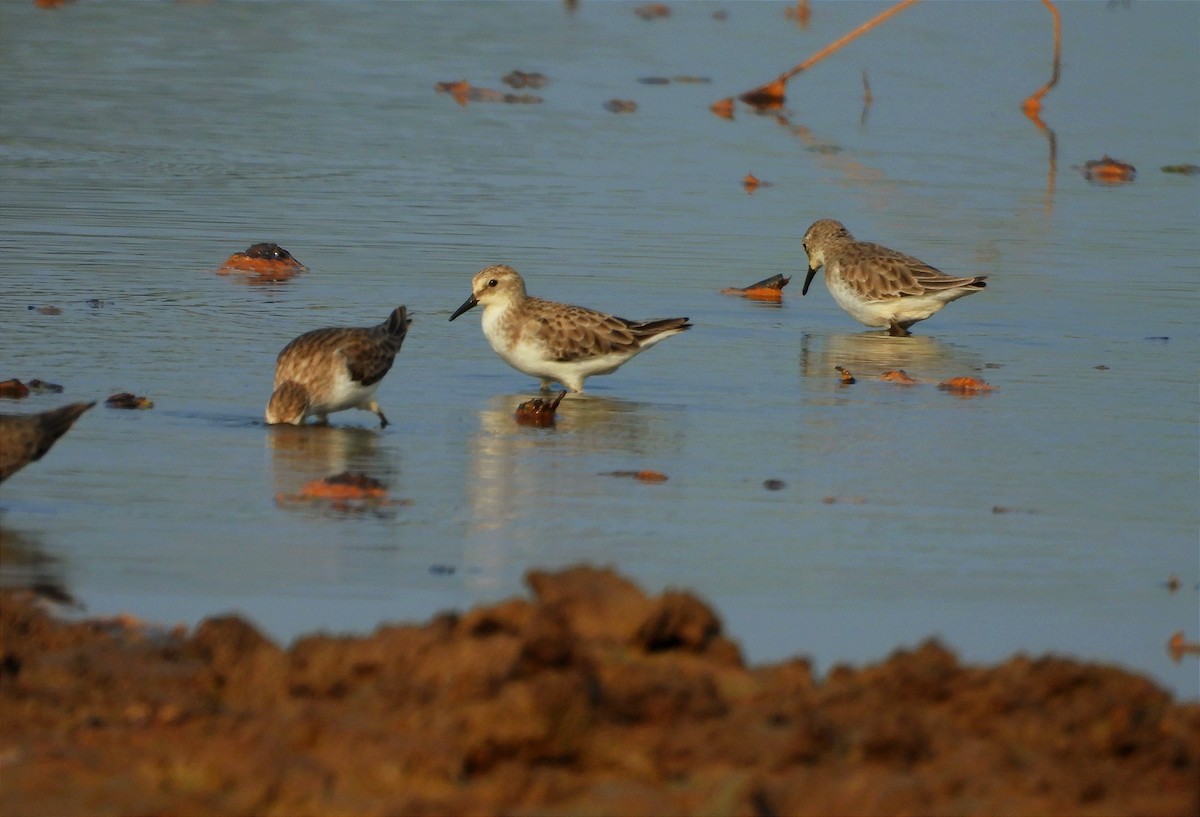 Küçük Kumkuşu - ML646791348