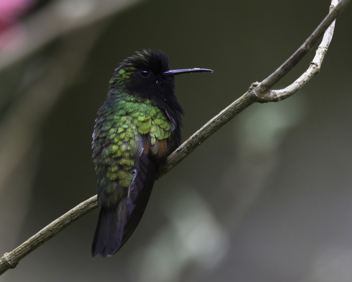 svartbrystkolibri - ML646791349