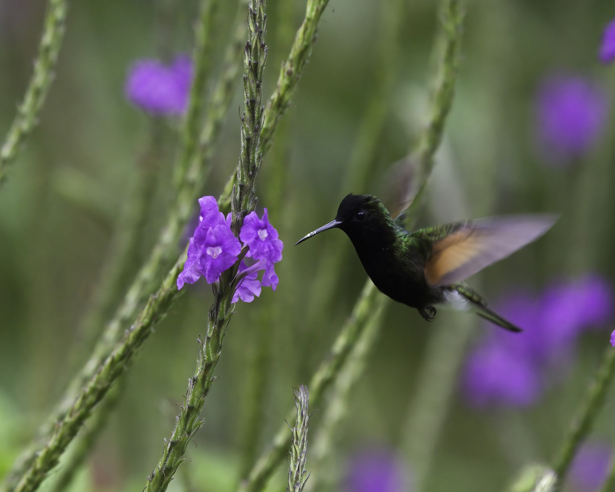svartbrystkolibri - ML646791350