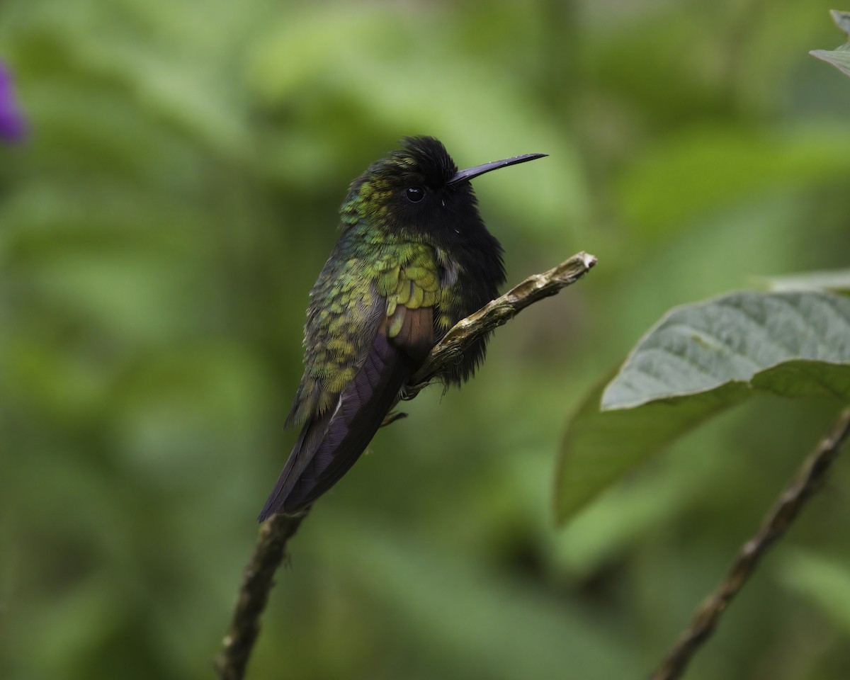 svartbrystkolibri - ML646791351