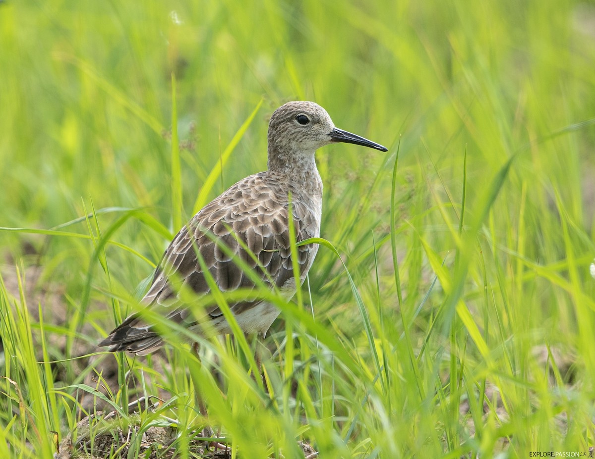 Турухтан - ML646791353