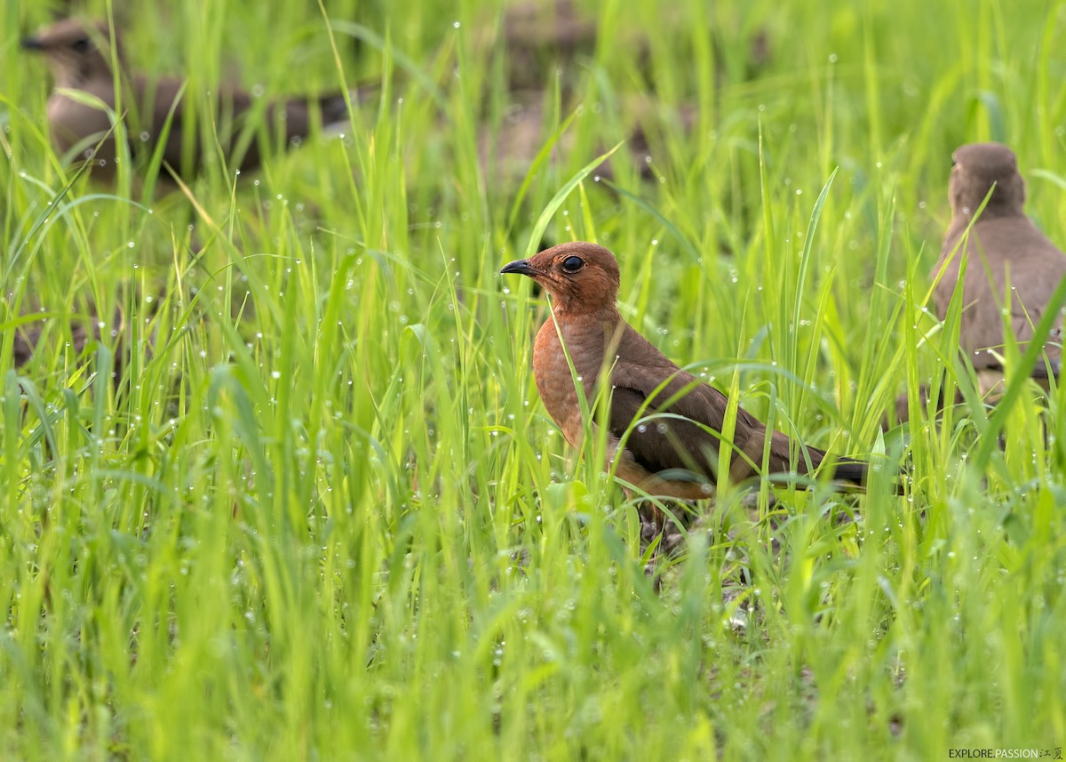 Восточная тиркушка - ML646791358