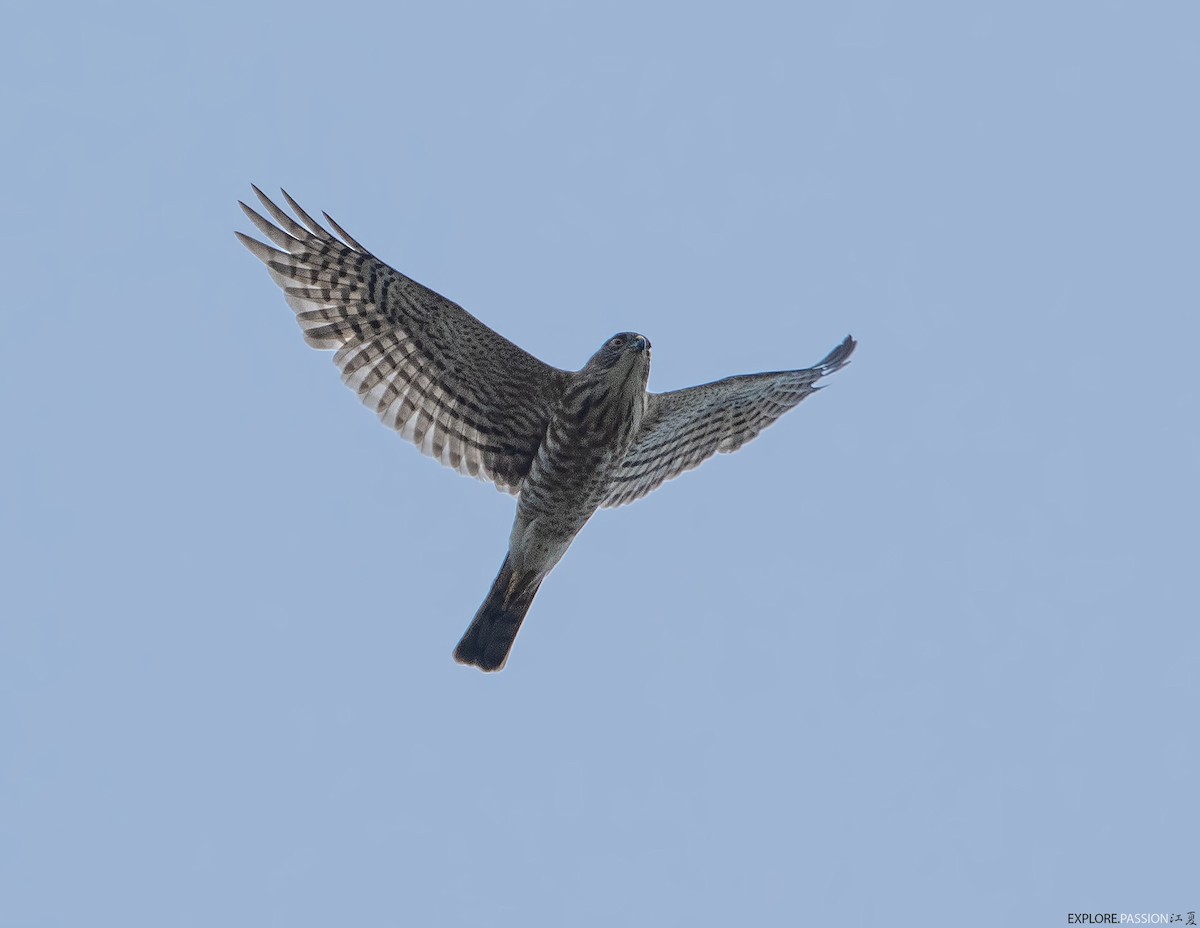 Малый перепелятник - ML646791363