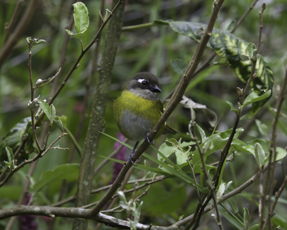 busktanagarspurv - ML646791367