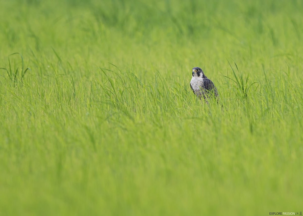 Сапсан - ML646791368