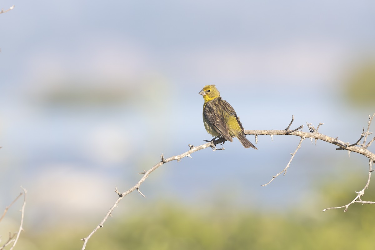 Короткоклювый зерноед - ML646791369