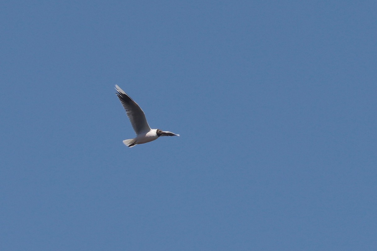 Brown-hooded Gull - ML646791371