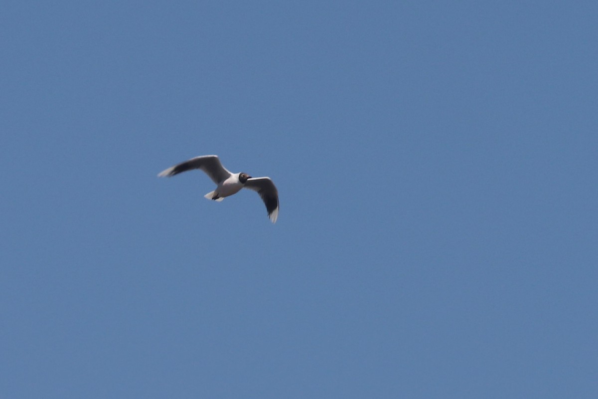 Brown-hooded Gull - ML646791372