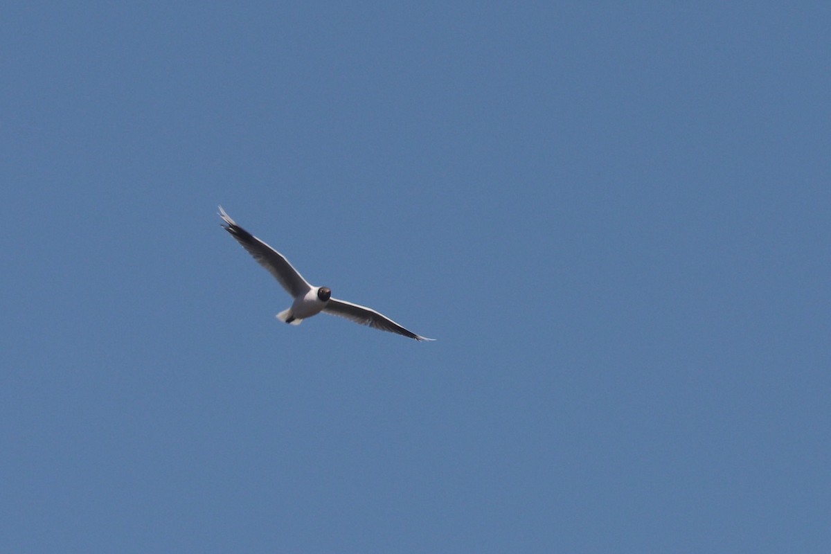 Brown-hooded Gull - ML646791373