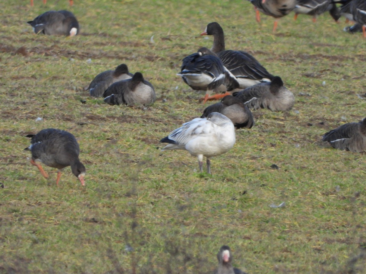 Antzara muturzuria - ML646791377