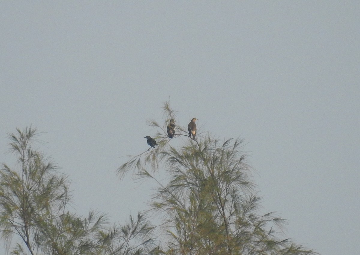 זרזיר סיבירי - ML646791379