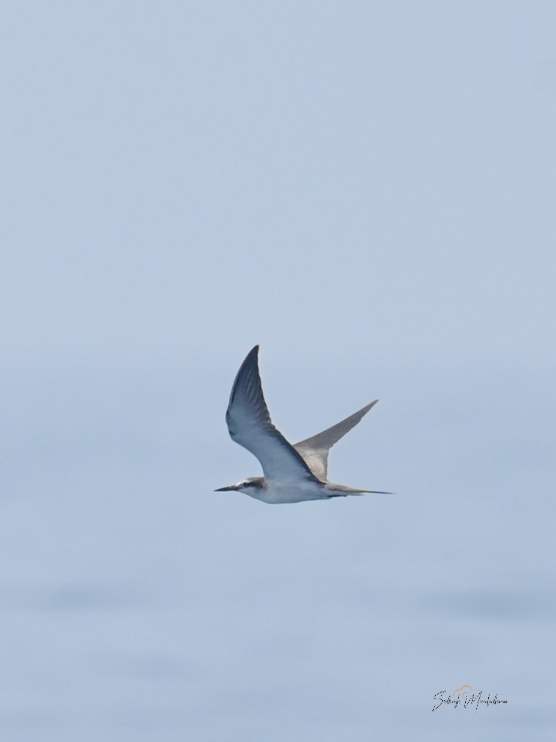 Bridled Tern - ML646791382