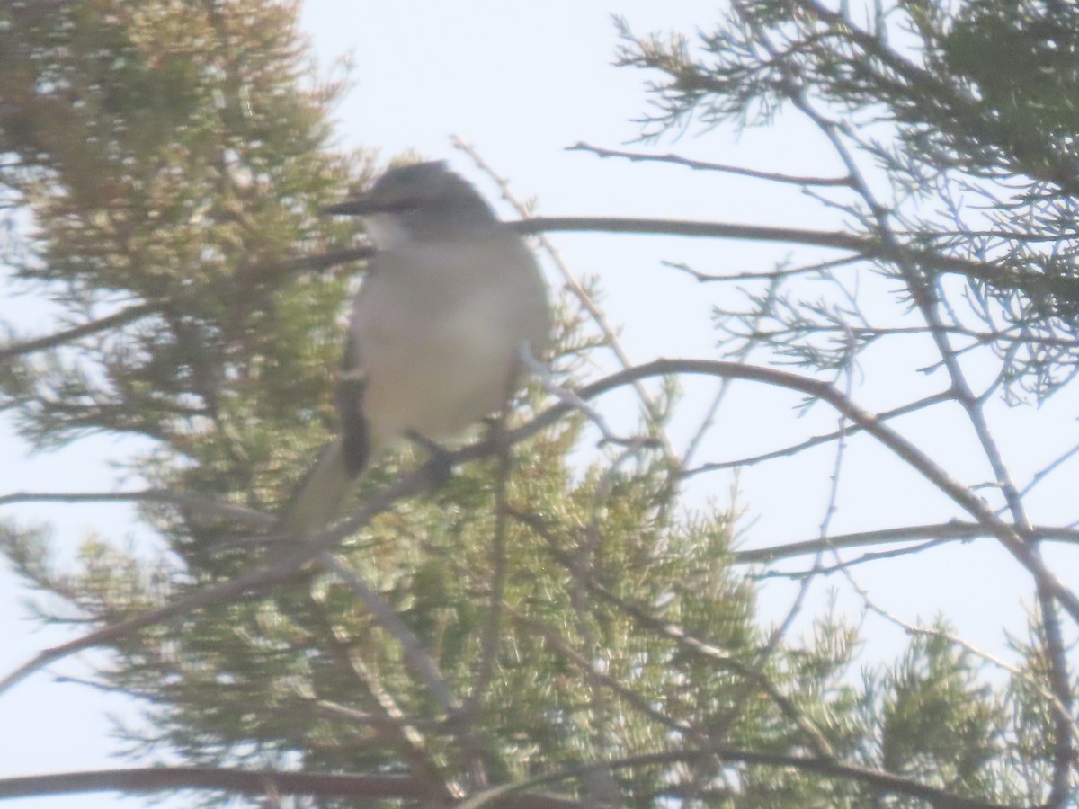 drozdec mnohohlasý - ML646791383