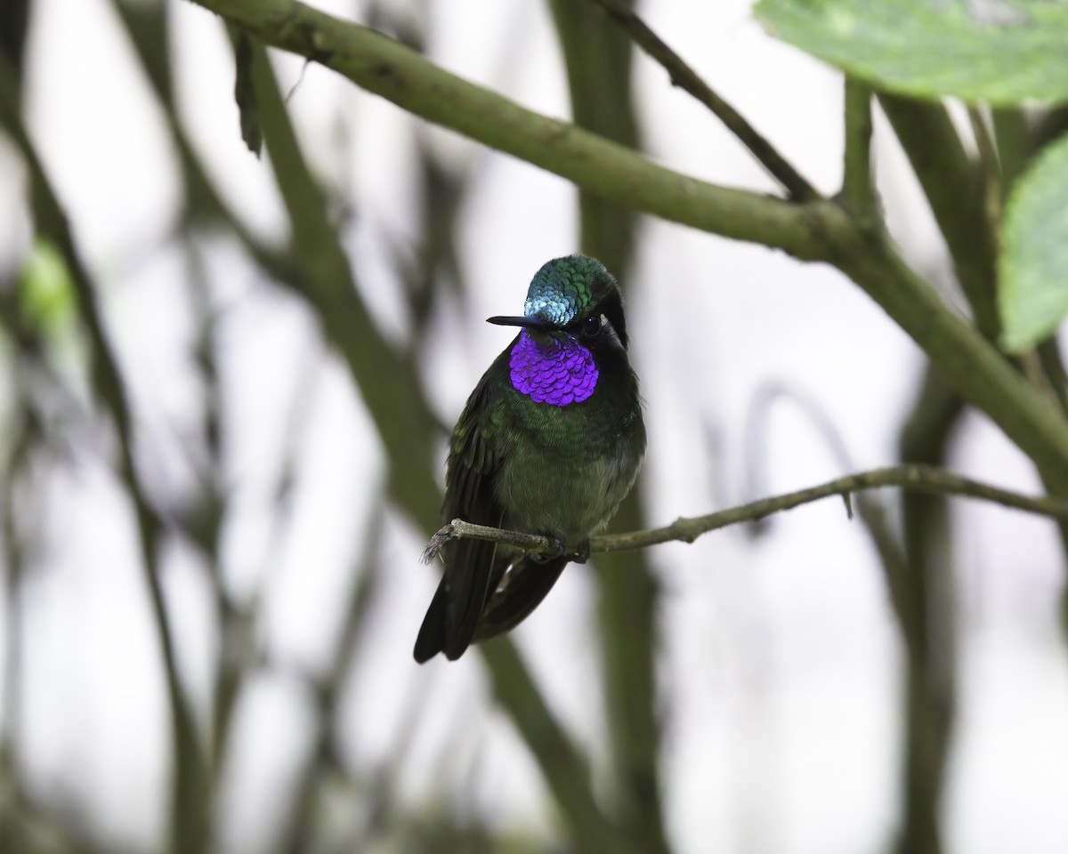 purpurstrupejuvel - ML646791384