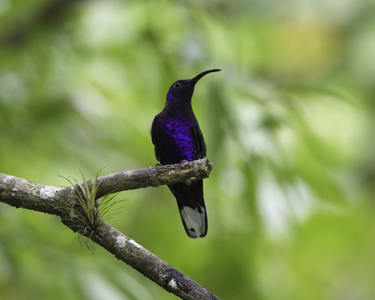 fiolettsabelvinge - ML646791398