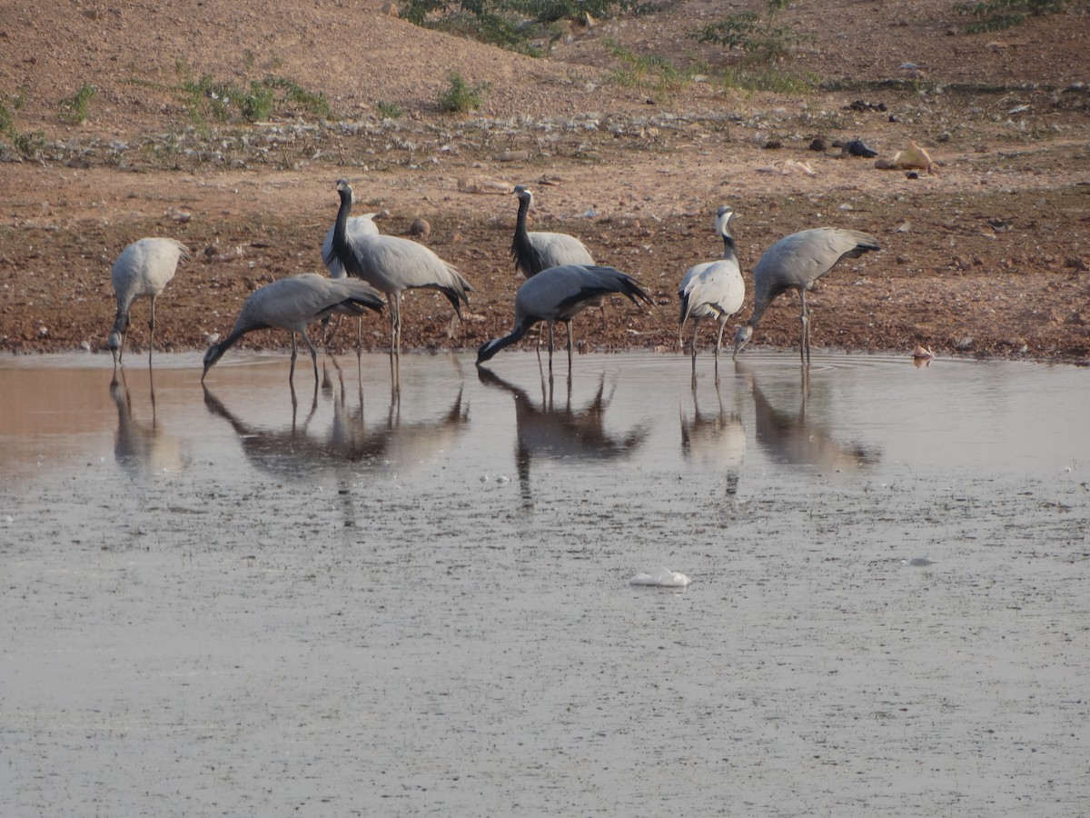 Красавка - ML646791399