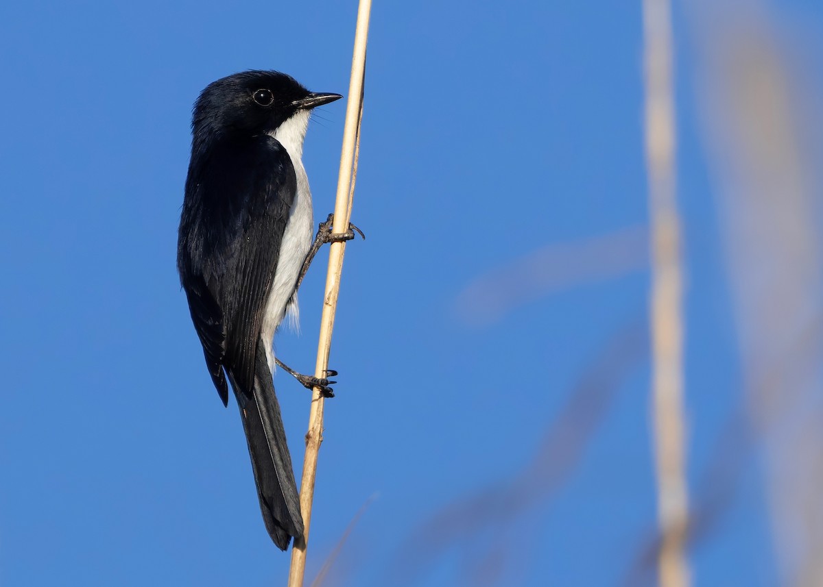 gresskvett - ML646791403