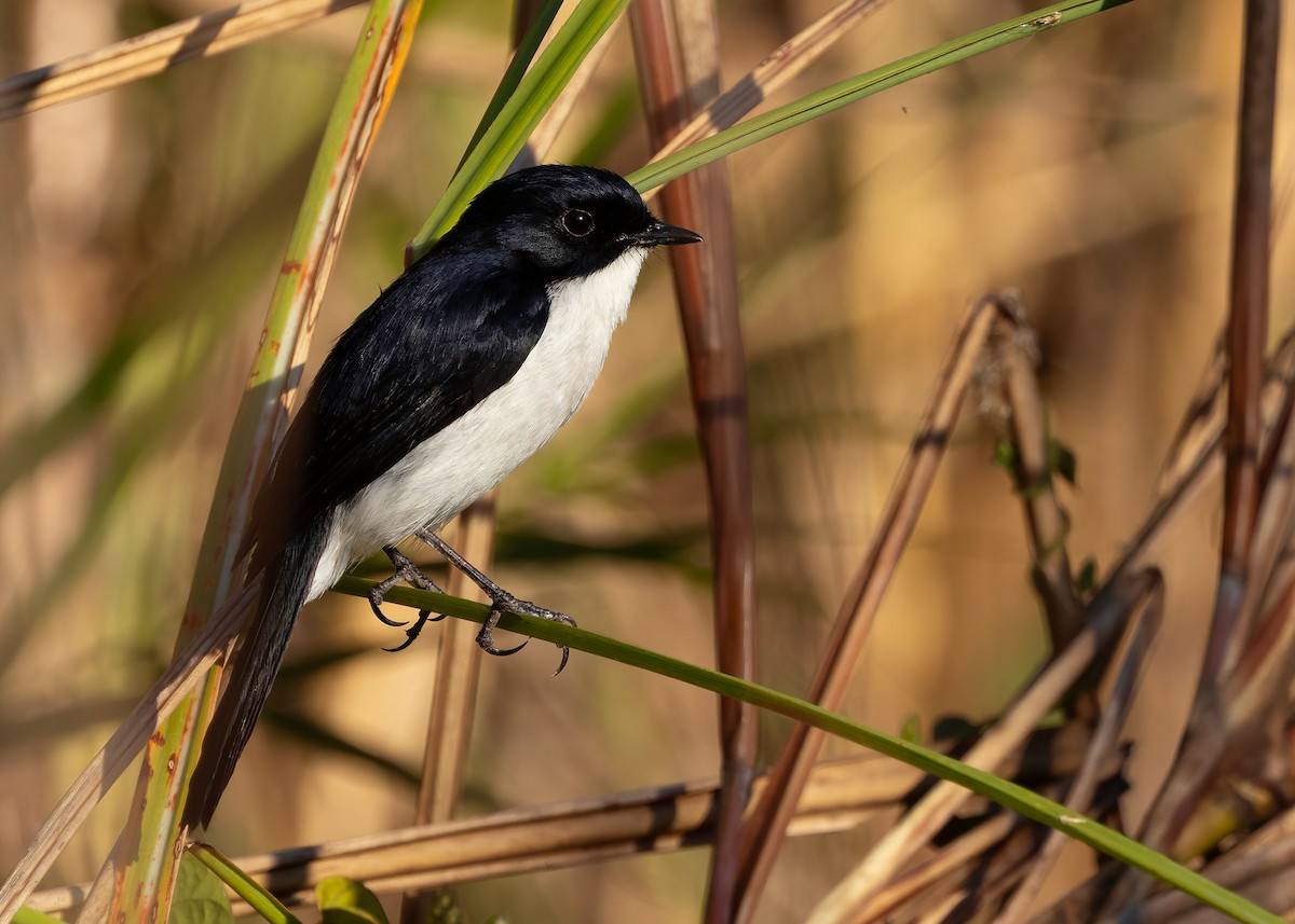 Двухцветный чекан - ML646791404