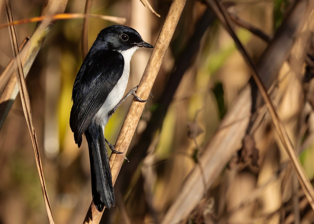 Двухцветный чекан - ML646791405