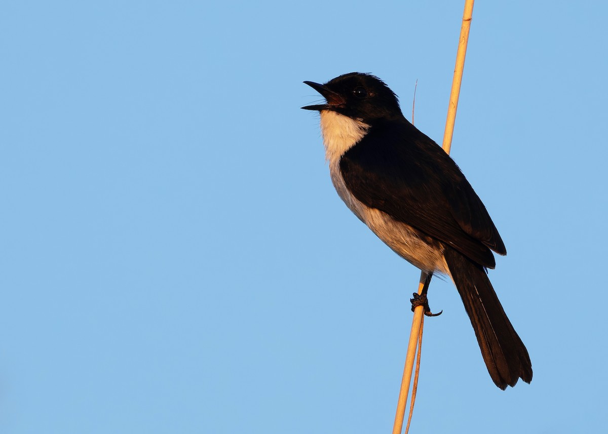 gresskvett - ML646791406