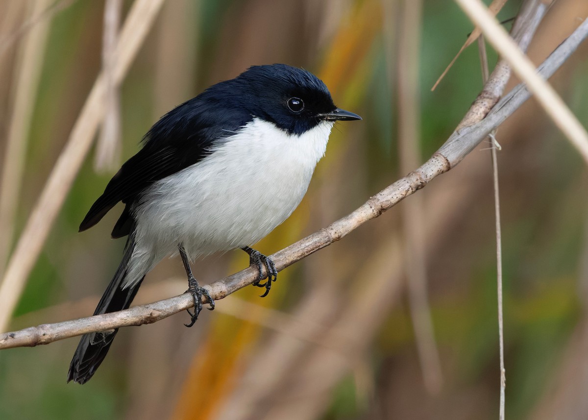 Двухцветный чекан - ML646791407