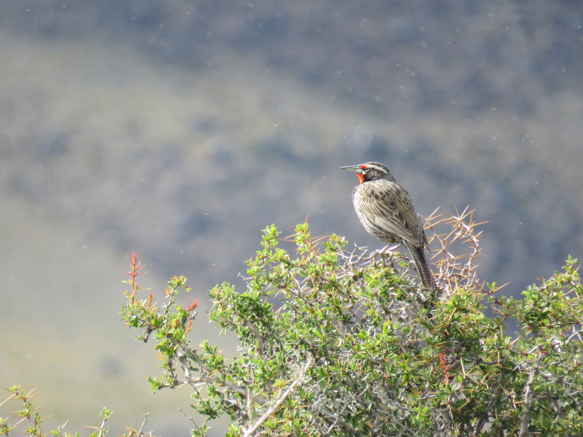 Длиннохвостая лойка - ML646791408