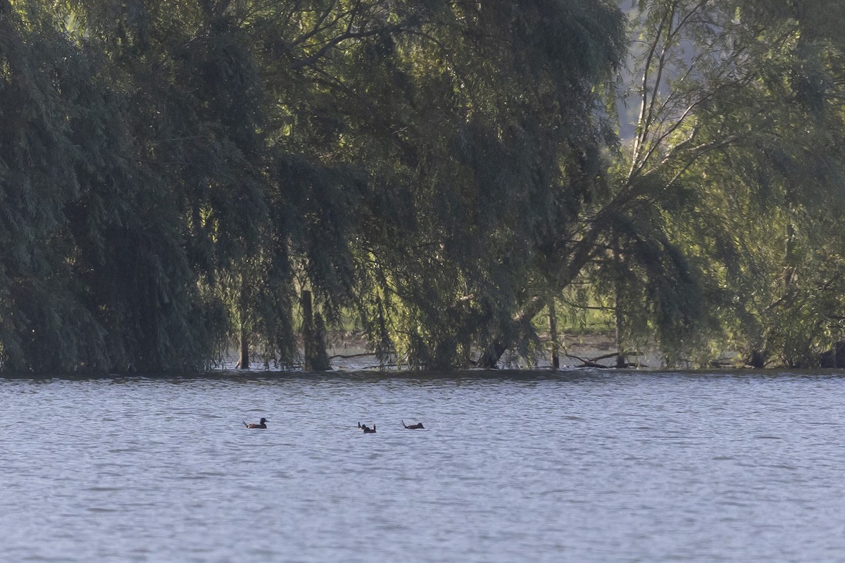 Патагонская савка - ML646791409