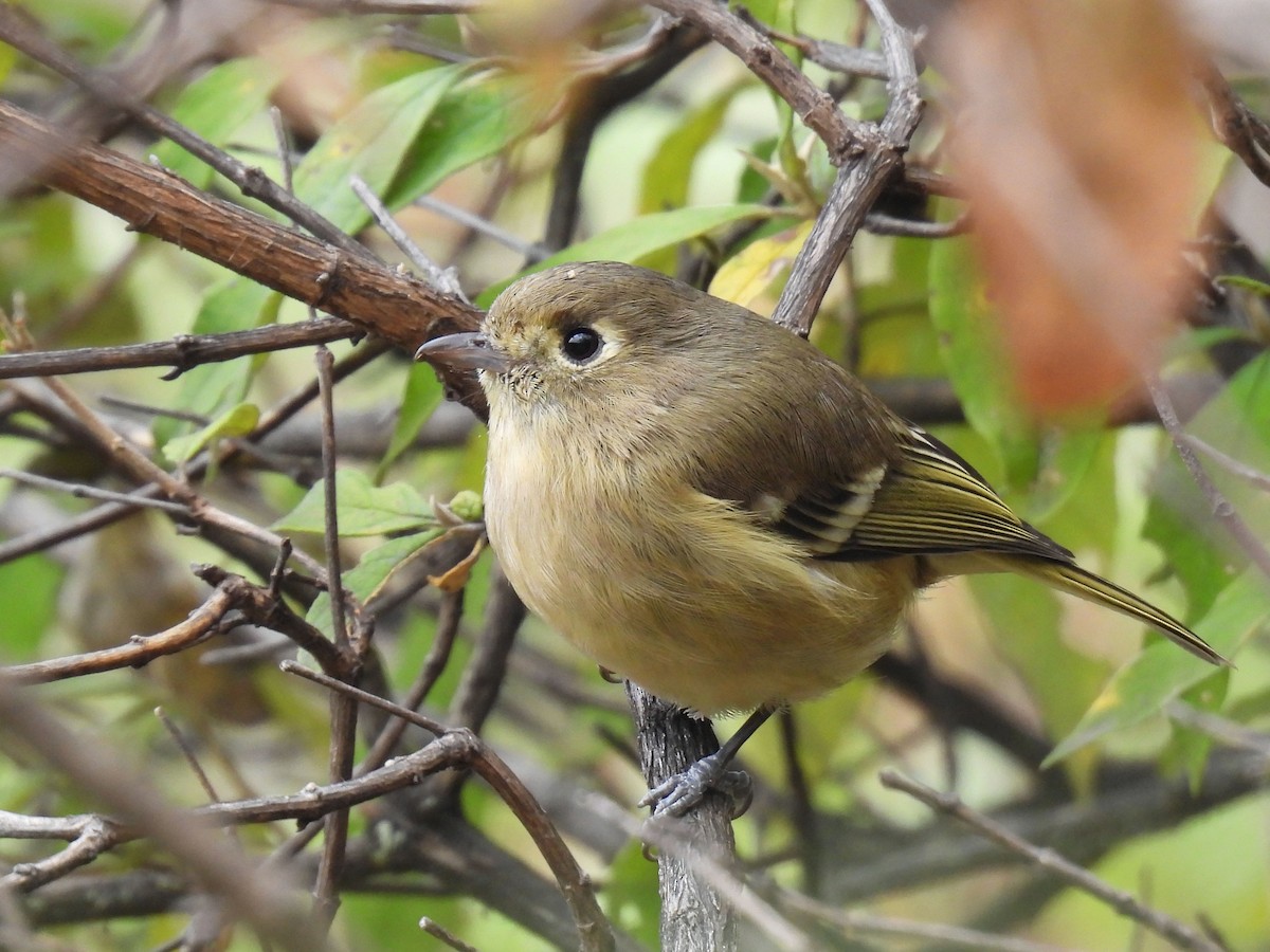 Vireo sp. - ML646791410