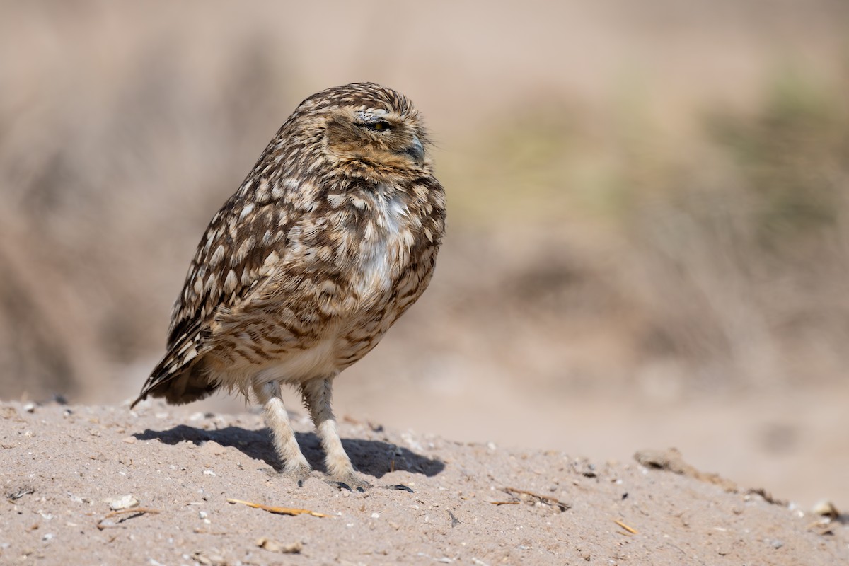 Кроличий сыч - ML646791411