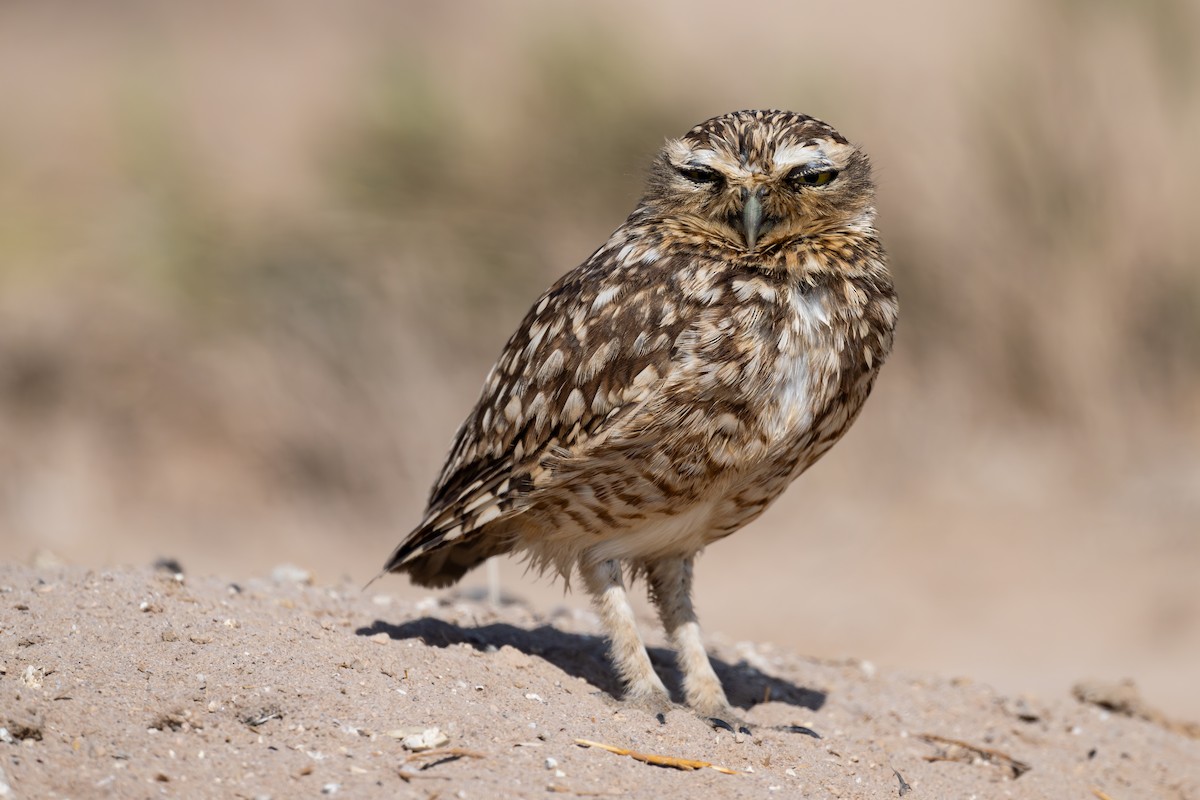 Кроличий сыч - ML646791412