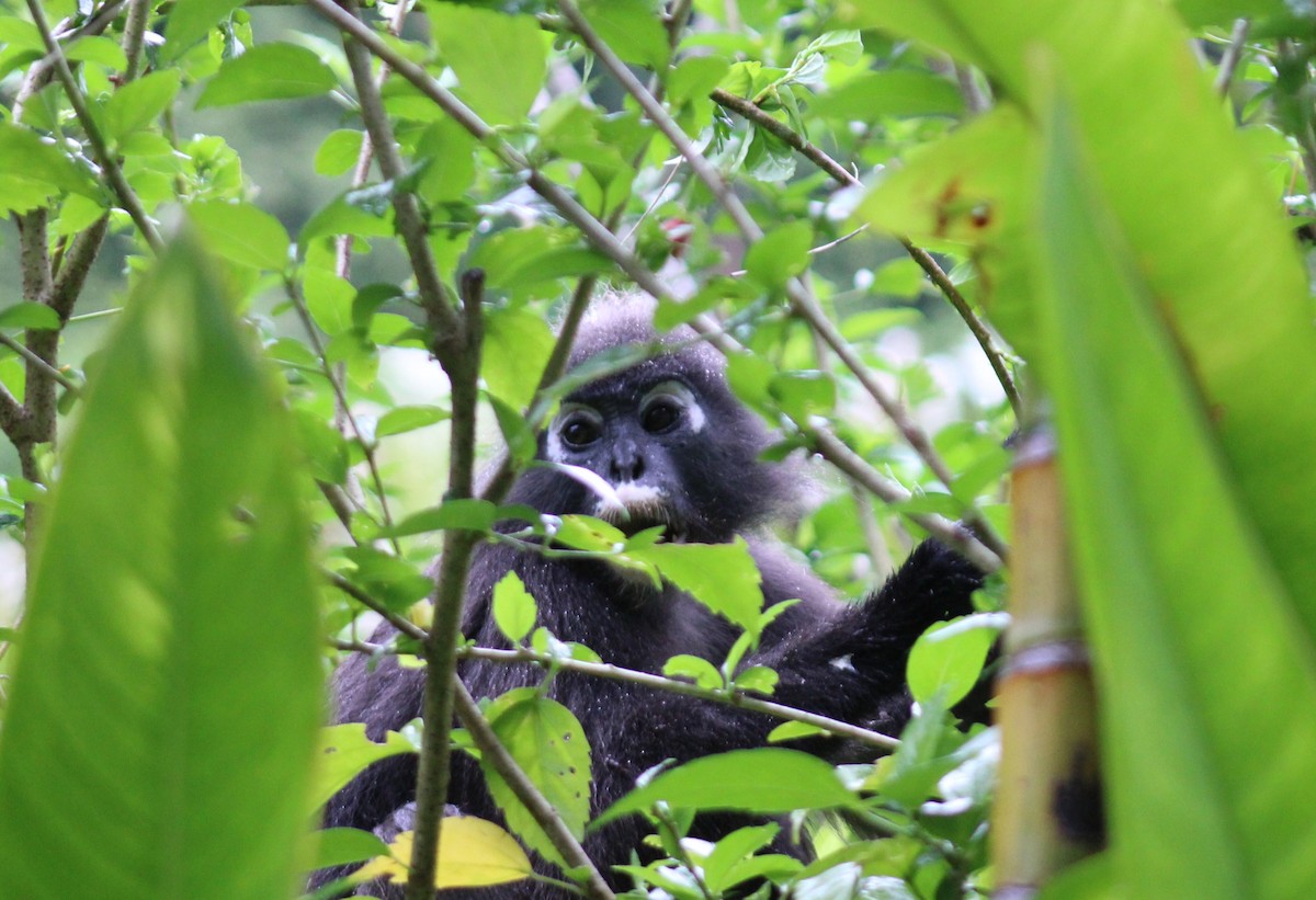 Animals - ML646791413