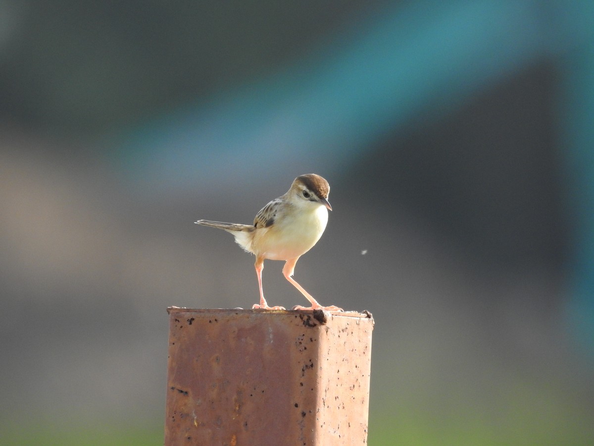 Золотистая цистикола - ML646791414